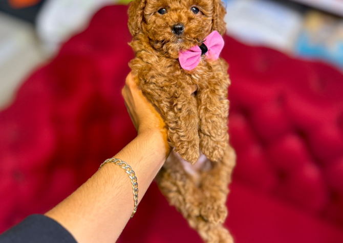 Toy Poodle Bebeklerim